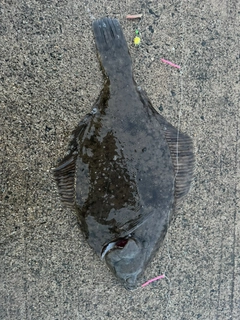 マコガレイの釣果
