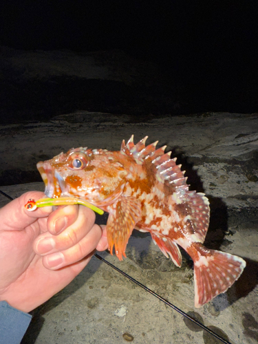 カサゴの釣果