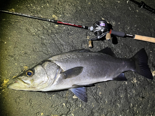 ヒラスズキの釣果