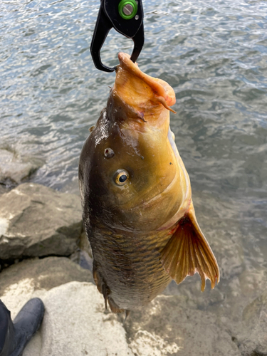 コイの釣果