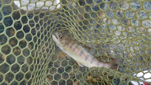 ニジマスの釣果