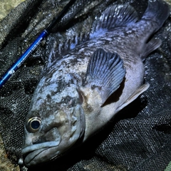 クロソイの釣果