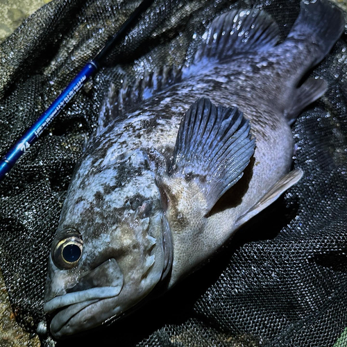 クロソイの釣果