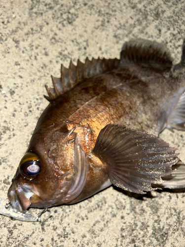 メバルの釣果