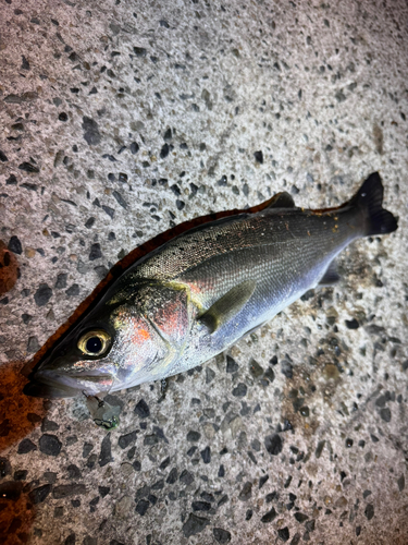 セイゴ（マルスズキ）の釣果