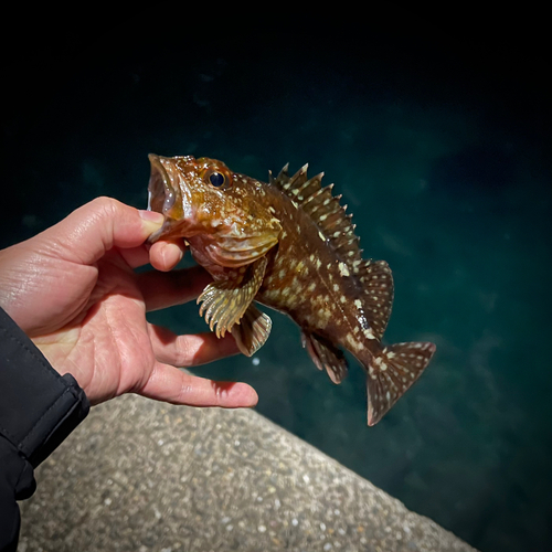 カサゴの釣果