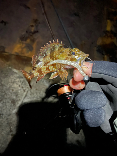 カサゴの釣果