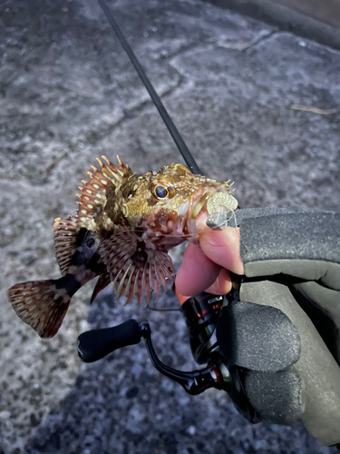 カサゴの釣果