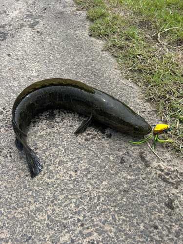 ライギョの釣果