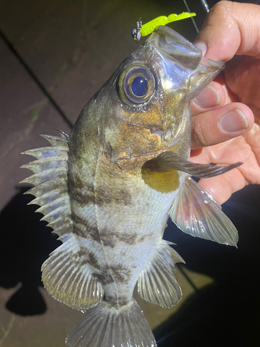 メバルの釣果