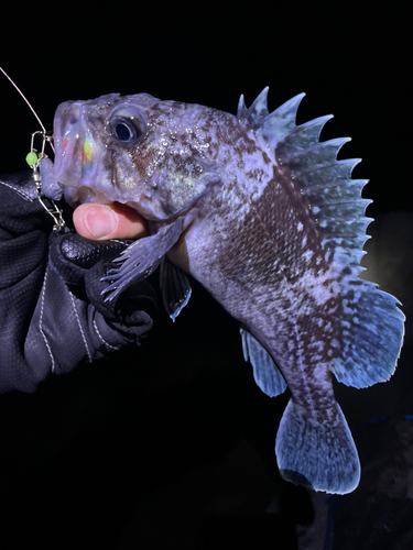 マゾイの釣果