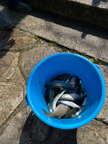 アマゴの釣果