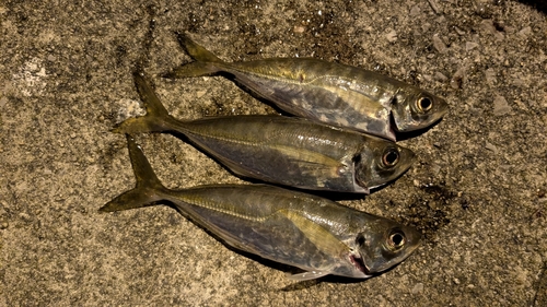 マアジの釣果