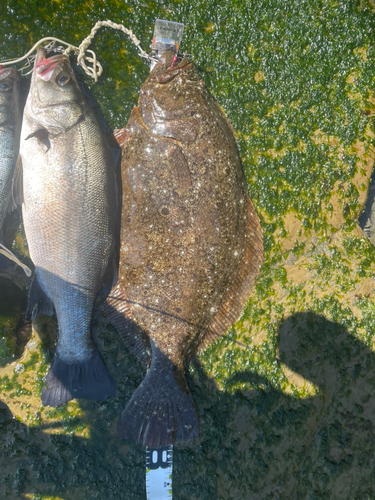 ヒラメの釣果