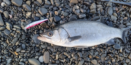 ヒラスズキの釣果