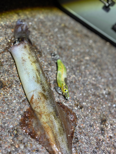 ヤリイカの釣果