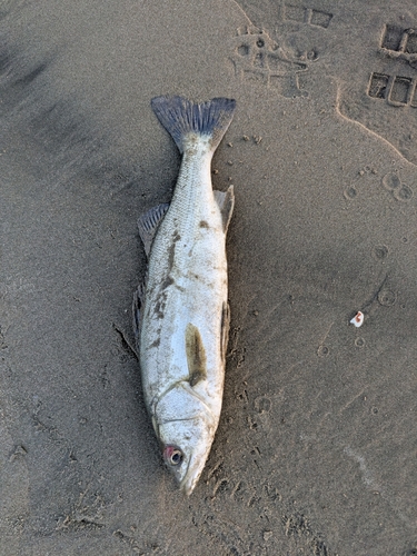 セイゴ（マルスズキ）の釣果