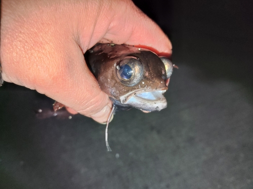 ドンコの釣果