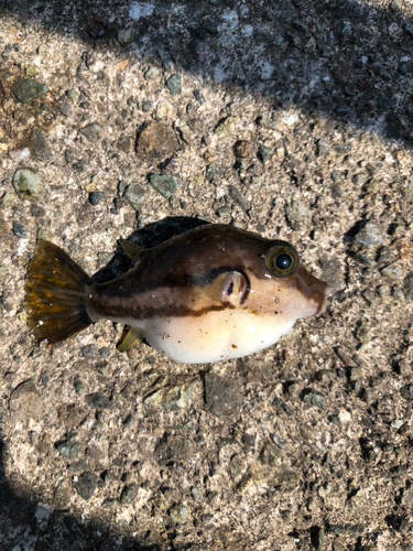 キタマクラの釣果