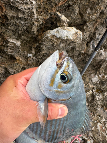 イスズミの釣果