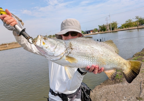 バラマンディの釣果