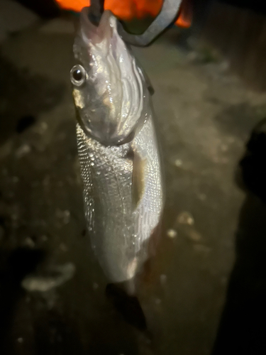 ウグイの釣果