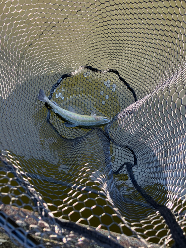 サクラマスの釣果