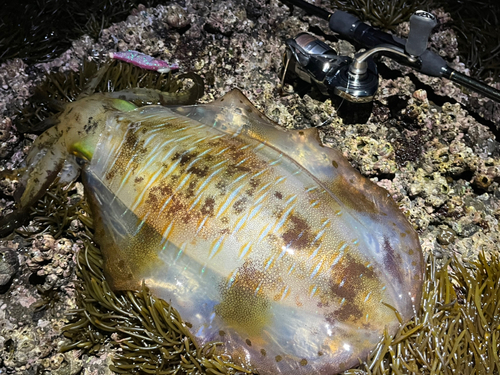 アオリイカの釣果