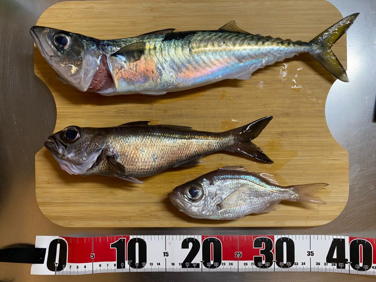 クロムツ