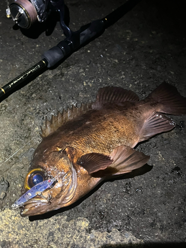 メバルの釣果