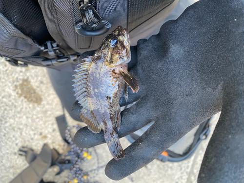 ムラソイの釣果