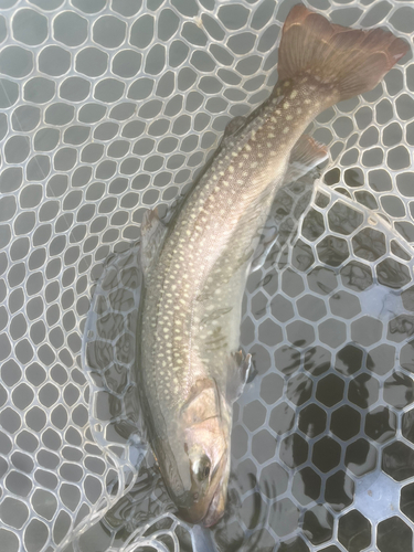 イワナの釣果