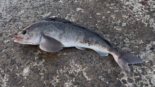 ホッケの釣果