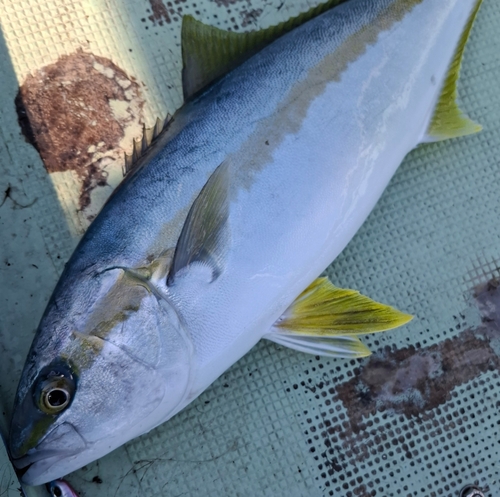 ヒラマサの釣果