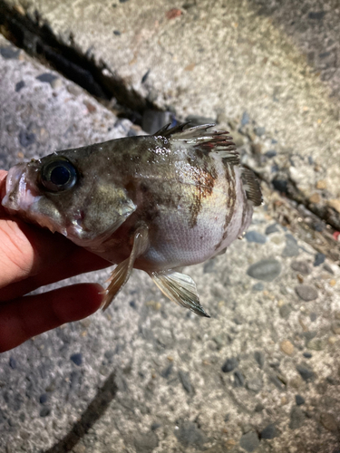 メバルの釣果