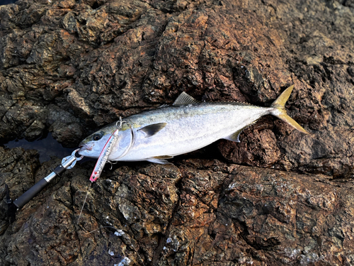 ヤズの釣果