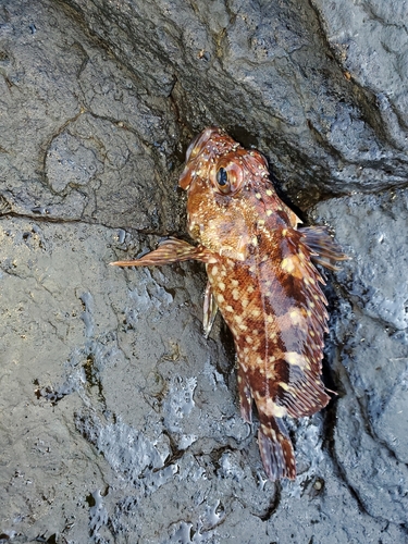 アラカブの釣果