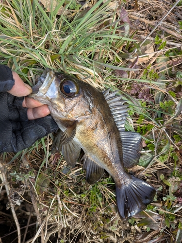 シロメバルの釣果