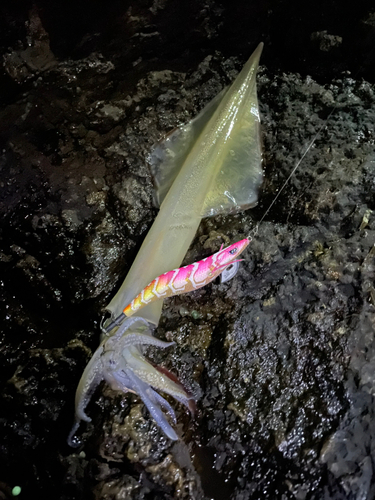 ヤリイカの釣果