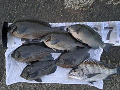 メジナの釣果