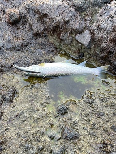 アメマスの釣果