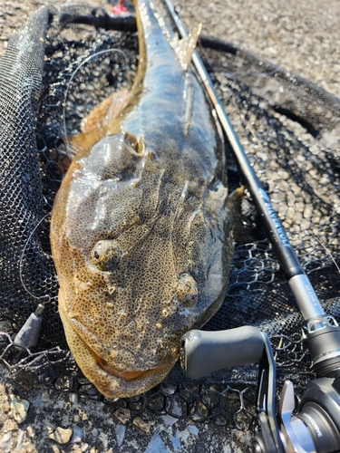 マゴチの釣果