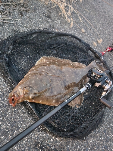 カレイの釣果