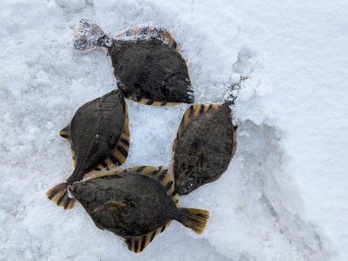 カワガレイの釣果