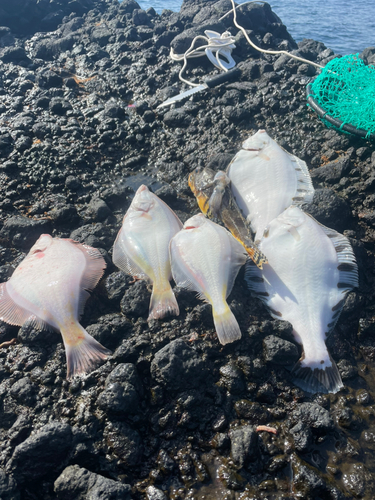 クロガシラガレイの釣果