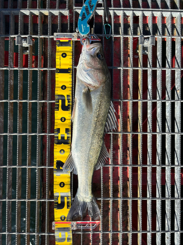 ハネ（マルスズキ）の釣果