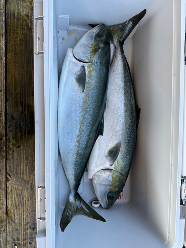 ブリの釣果