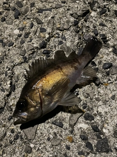 メバルの釣果