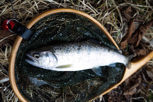 アマゴの釣果