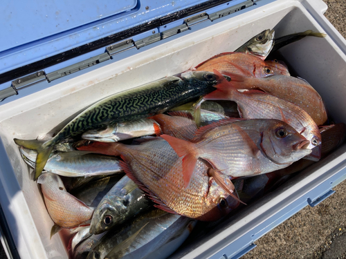 ハナダイの釣果